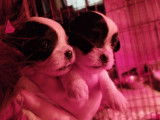 Chiots Chihuahua croisés Shih Tzu à vendre