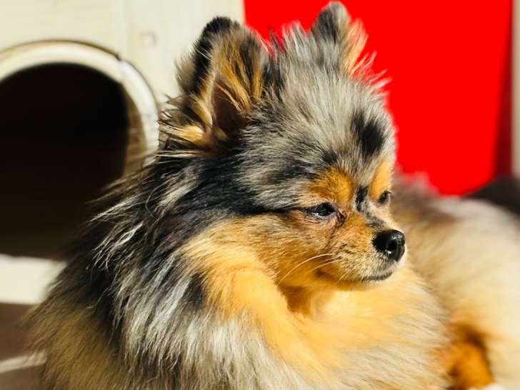 Recherche mâle Loulou de Poméranie pour saillie