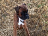 Magnifique Boxer LOF de 2 ans disponible pour saillie
