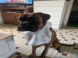 Magnifique Boxer LOF de 2 ans disponible pour saillie