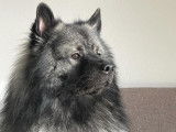 Mâle Keeshond disponible pour saillie