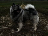 Mâle Keeshond disponible pour saillie