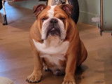 Nelson, Bouledogue Anglais cherche femelle pour saillie