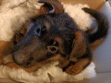 Chiots Berger Allemand à vendre
