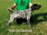 Nori De Dancas