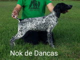 Nok De Dancas