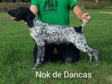 Nok De Dancas