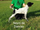 Neyro De Dancas