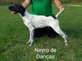 Neyro De Dancas