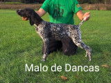 Malo De Dancas