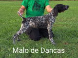 Malo De Dancas