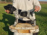 Odin De Dancas