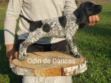 Odin De Dancas