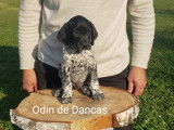 Odin De Dancas