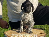 Otto De Dancas