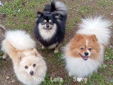 Chiens race Spitz Allemand à vendre