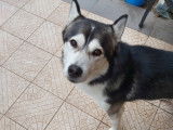 Mâle Husky Sibérien disponible pour saillie