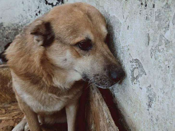Chien adulte Mâle à donner