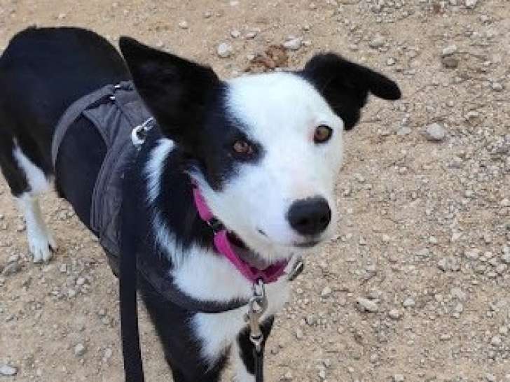 Leta, merveilleuse chienne à adopter