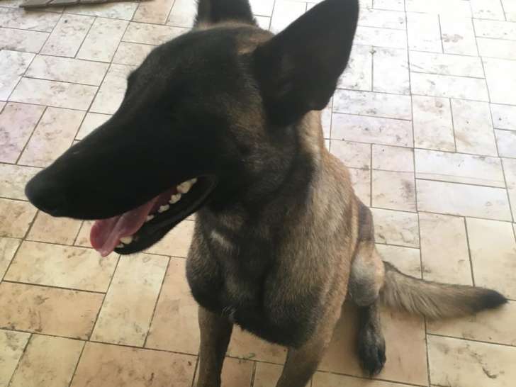 Malinois adulte à donner