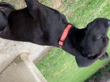 Chiot Staff croisé Labrador à vendre