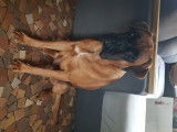 Mâle Boxer LOF disponible pour saillie