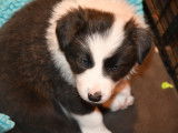 Chiots Border Collie à vendre