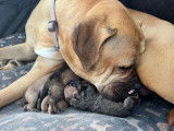 Chiots Bullmastiff &agrave; vendre