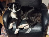 Femelle Border Collie disponible pour saillie