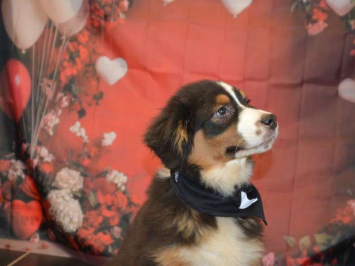 Magnifique chiot Berger Australien LOSH à vendre
