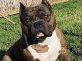Magnifique mâle American Bully pour saillie