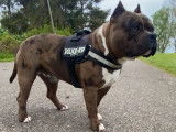Magnifique mâle American Bully pour saillie