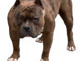 Magnifique mâle American Bully pour saillie
