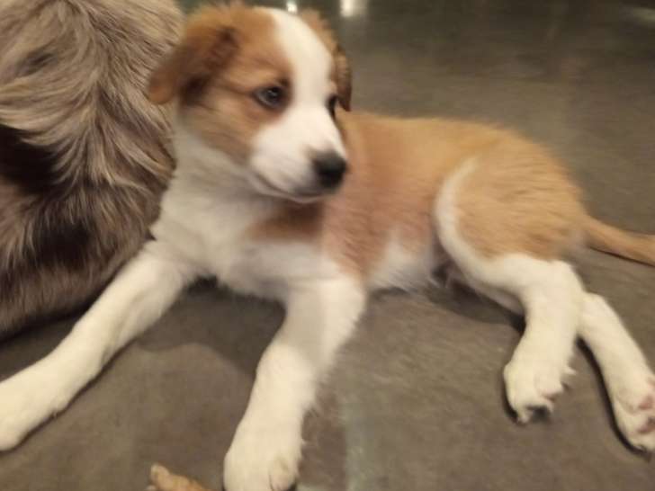Chiot Border Collie à vendre
