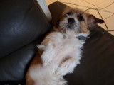 Chien Shih Tzu à donner rapidement