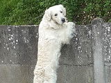 Chien Golden Retriever disponible pour saillie