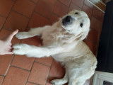 Chien Golden Retriever disponible pour saillie