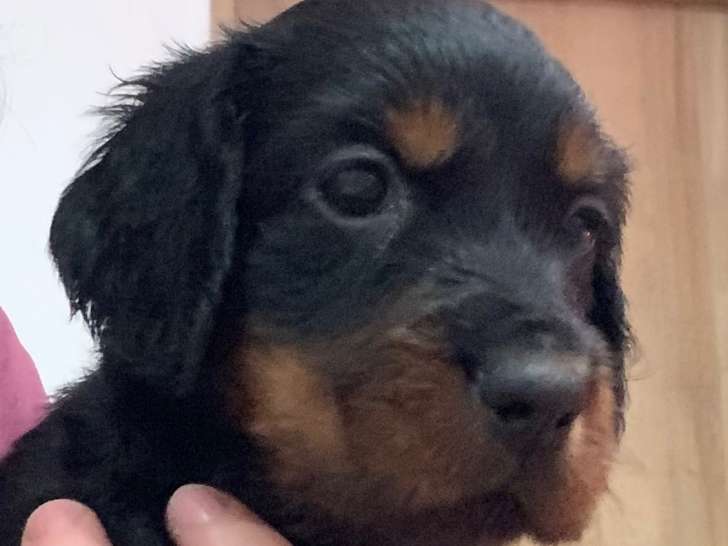 Petite femelle de 5 semaines (collier mauve)