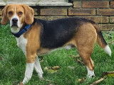 Mâle Beagle LOF disponible pour saillie