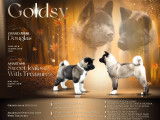 Chiots Akita Américain à vendre