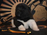 Chiots Akita Américain à vendre