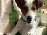 Beau Jack Russell de pure race disponible pour saillie
