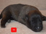 Chiots Berger Belge Malinois LOF à vendre
