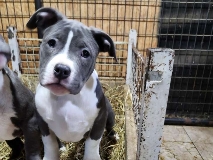 Chiots blue Pitbull  à vendre