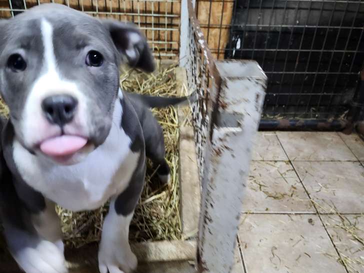 Chien de garde