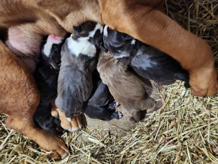 Chiots de race Bullypit à vendre (2 femelles & 4 mâles)