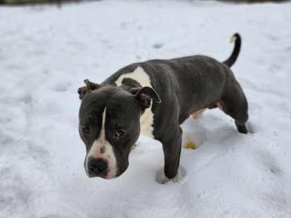 Chiots de race Bullypit à vendre (2 femelles & 4 mâles)