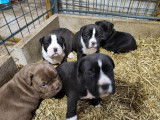 Chiots de race Bullypit à vendre (2 femelles & 1 mâle)