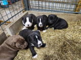 Chiots de race Bullypit à vendre (2 femelles & 1 mâle)