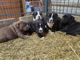 Chiots de race Bullypit à vendre (2 femelles & 1 mâle)